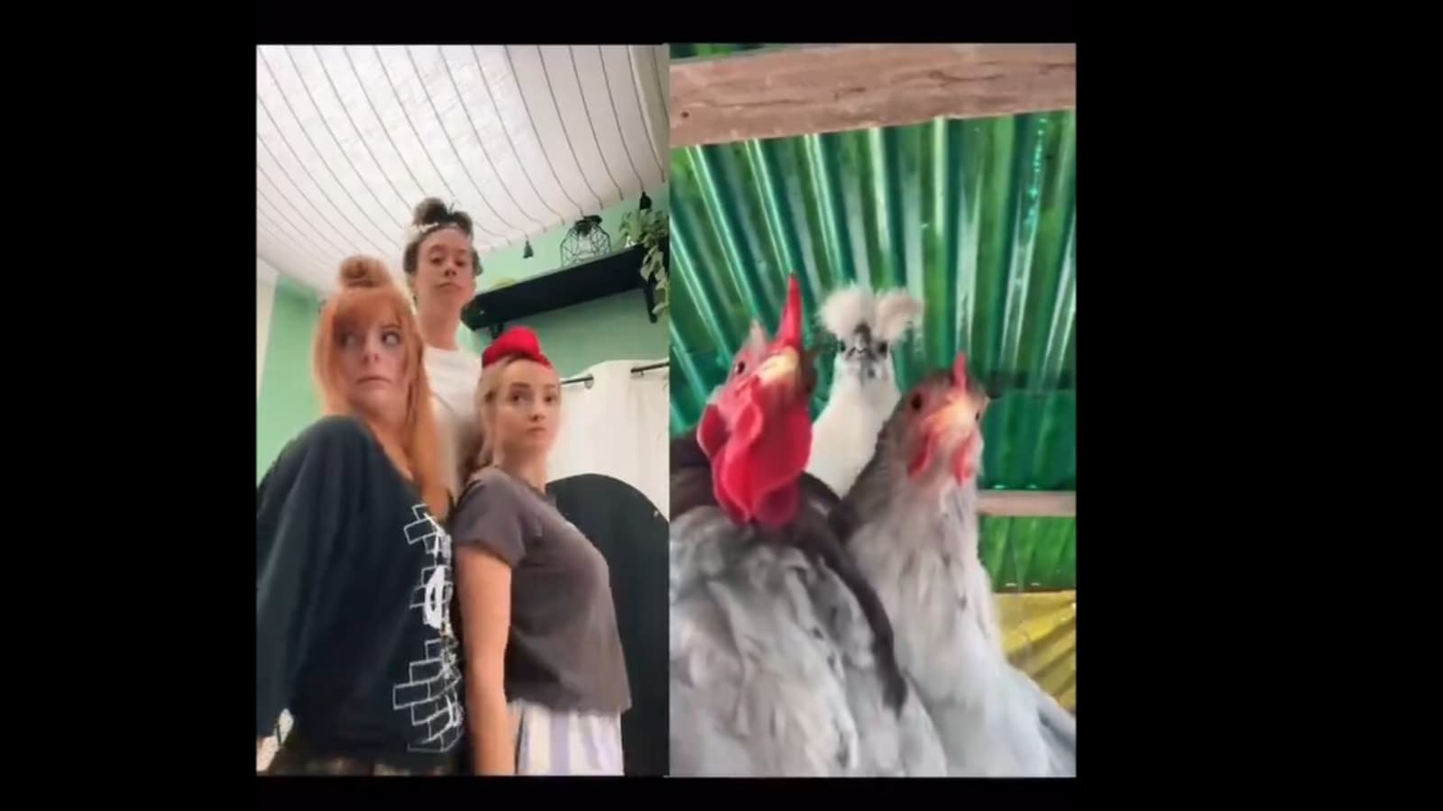 Christmas-themed chicken dance viral video has netizens in stitches; Know its origin, creators, more